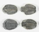 Lot: / Elrathia Trilobite Molt Fossils - Pieces #79023-1